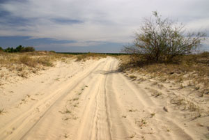 Арчединско-Донские пески. Дорога в песках