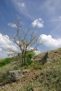 Выходы песчаников, среди которых прорастают деревья