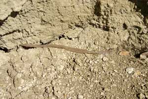 Это выползок - шкура змеи, оставленная после линьки под обрывом останца.