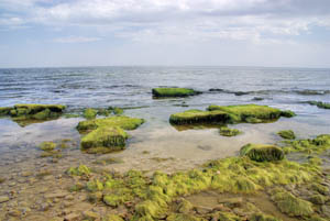  Камни северо-западного берега недалеко от Цимлянска поросли водорослями.