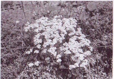 Куртина проломника мохнатого - типичного растения «Сниженных альп» (фото А.В. Бережного)