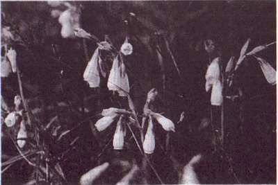 Оносма простейшая - один из местных реликтовых видов (фото А.В. Бережного)