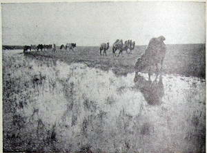 Табун верблюдов в степи Астраханской области