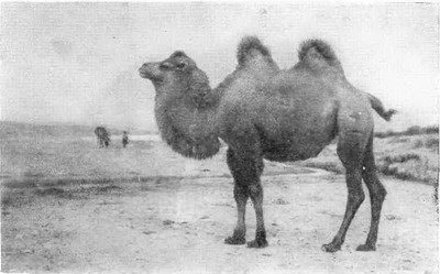 Двугорбый верблюд казахской породы