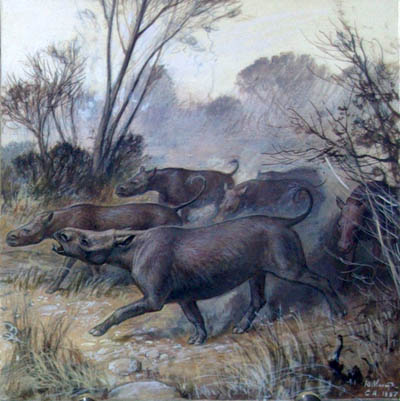 Носороги ацератерии