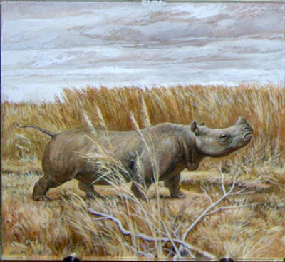 Носорог брахипотерий