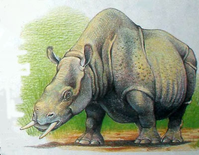 Носорог хилотерий