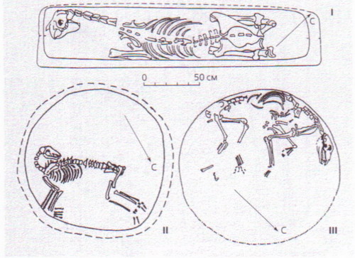 Захоронение коня (I) и собак (II, III) на Дмитриевском могильнике и в Саркеле.