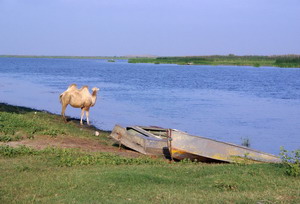 Характернейший пейзаж дельты Волги, в котором сконцентрировались многие ее чудеса. Ерик, лодки, верблюд, бэровский бугор на горизонте.