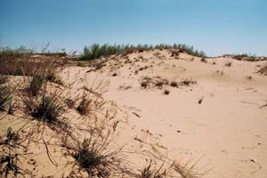 Цимлянские пески. Бугры, покрывающиеся растительнстью