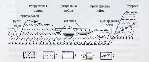 Схема строения рельефа поймы равнинной реки